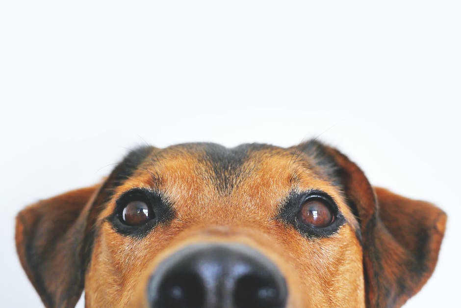 A dog sitting attentively and looking up, waiting for food.