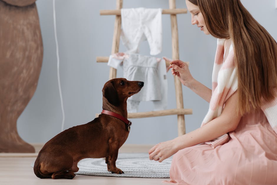 Image of a person training a dog with a clicker, demonstrating reward-based training techniques