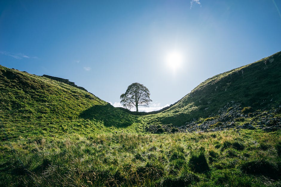 An image of the felled Sycamore Gap tree