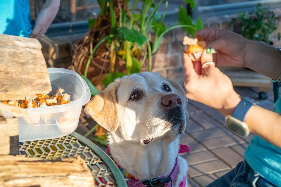 A person giving a treat to a dog